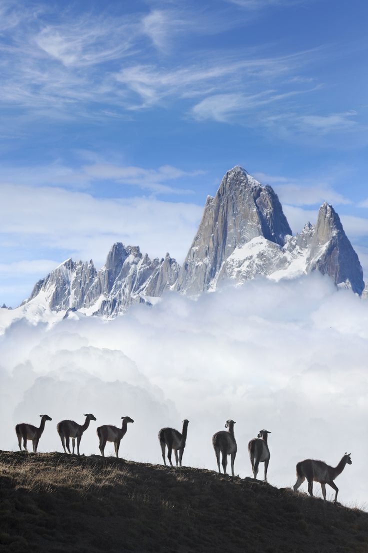Silhouette of llamas walking on a mountain ridge with snowy peaks and clouds in the background